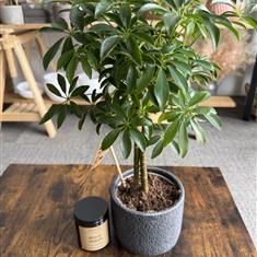 Schefflera &amp; Candle Gift Set